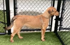 Sandy-Lab girl with soft, gentle personality