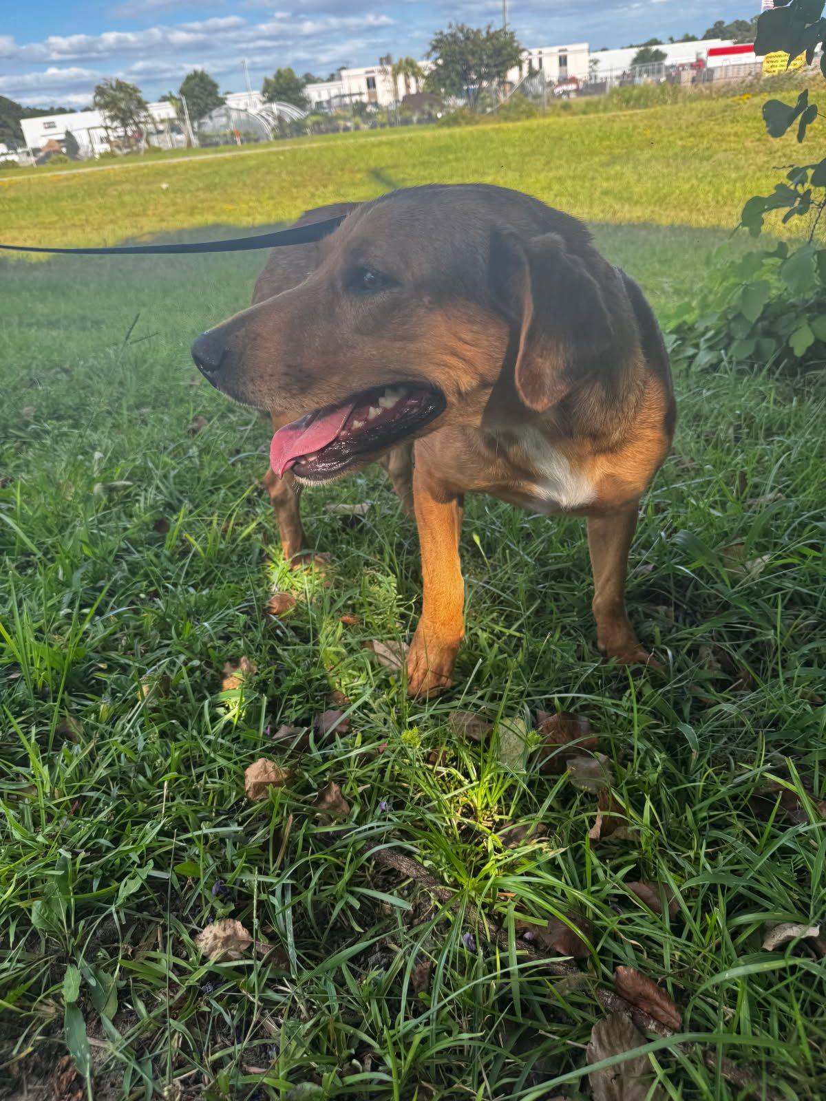 Sandy-Lab girl with soft, gentle personality