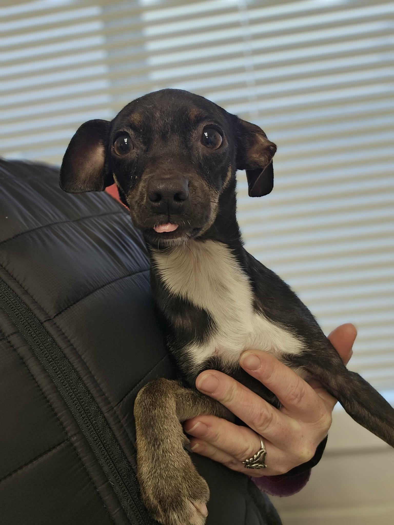 Enlarge Buckle, an adopted mixed breed in Grants Pass, OR image 3/3