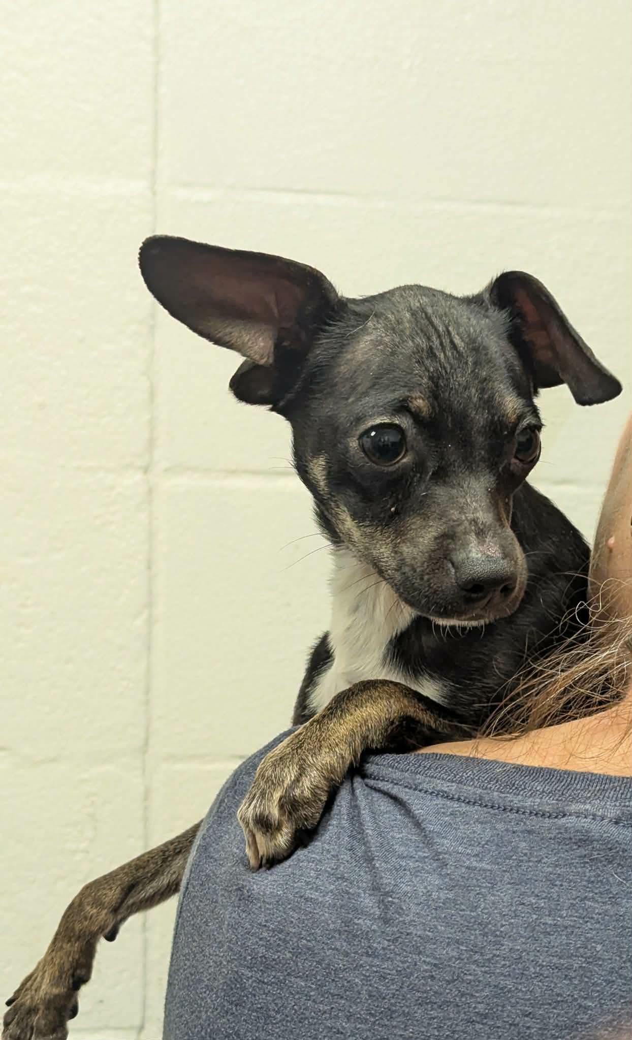 Enlarge Buckle, an adopted mixed breed in Grants Pass, OR image 2/3