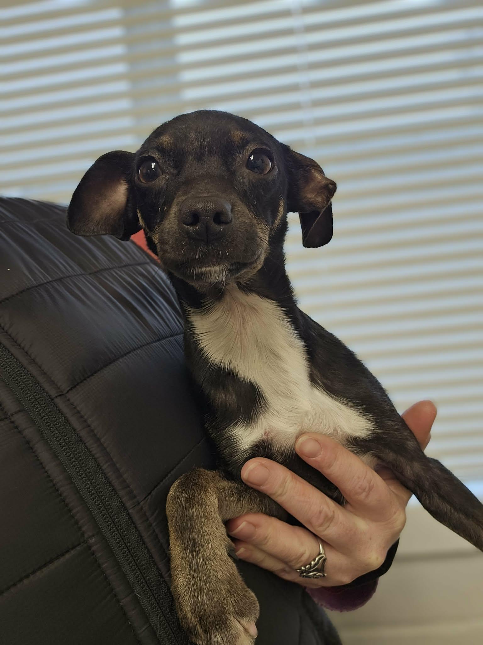 Buckle, adopted, Puppy Male Chihuahua.