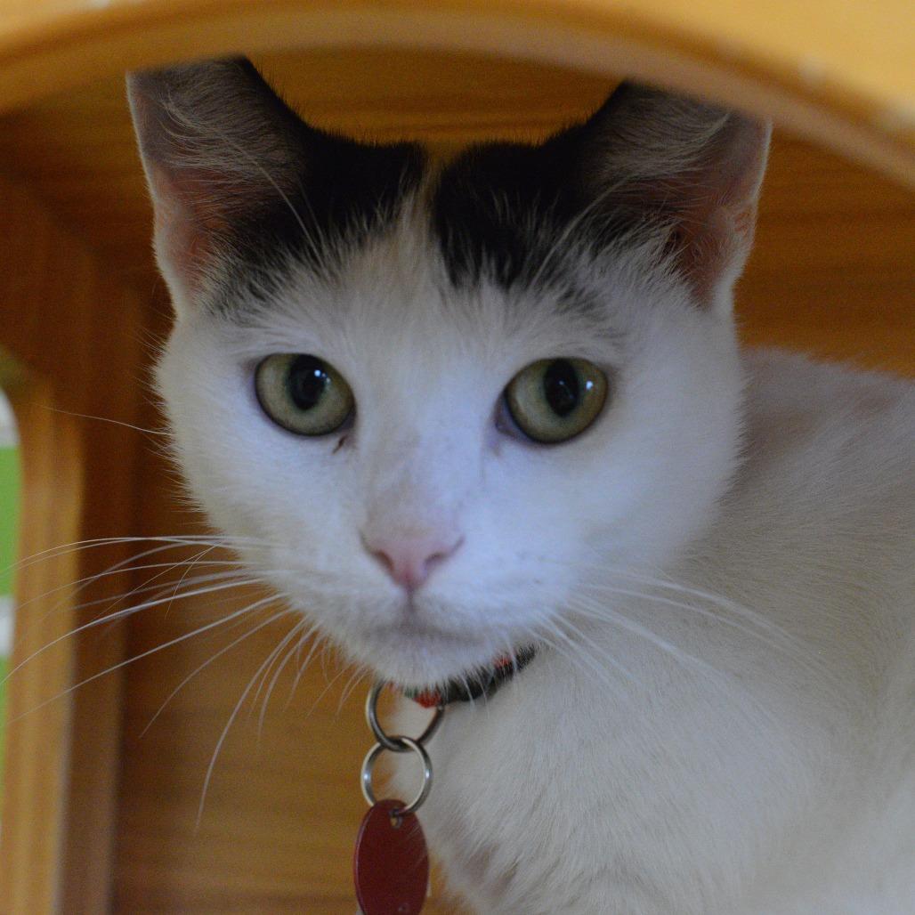 Teala, Adoptable, Adult Female Domestic Short Hair.