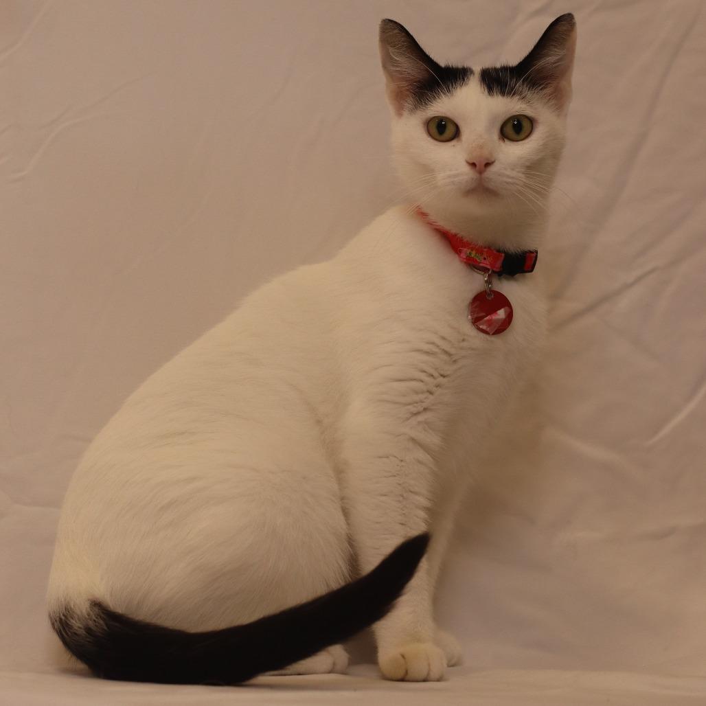 Teala, Adoptable, Adult Female Domestic Short Hair.