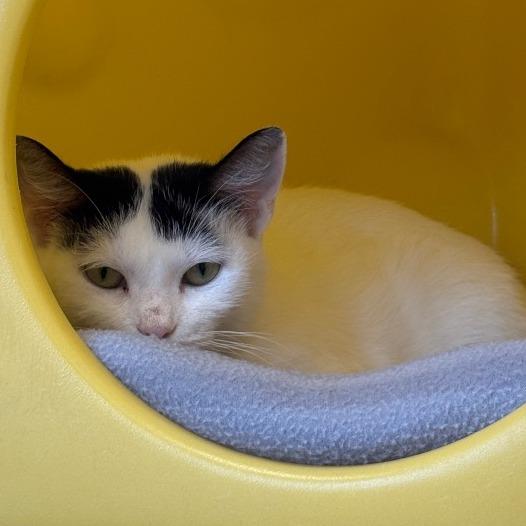 Enlarge Teala, a Adoptable Domestic Short Hair in Waukesha, WI image 2/2