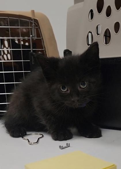 Enlarge Campfire, a Adoptable mixed breed in Elmira, NY image 1/1