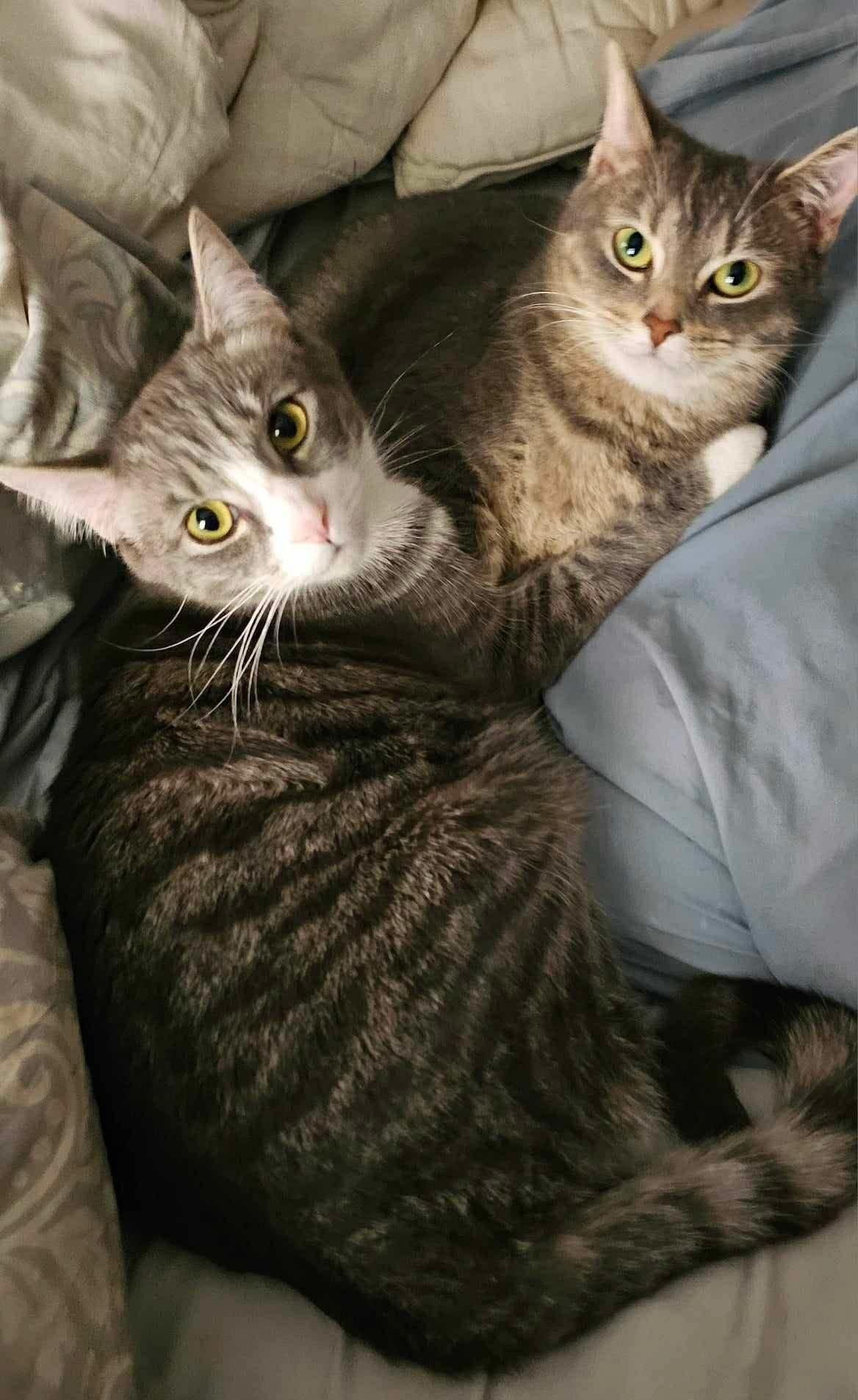 Enlarge Maddie, a ADOPTABLE Tabby in Beckley, WV image 2/3