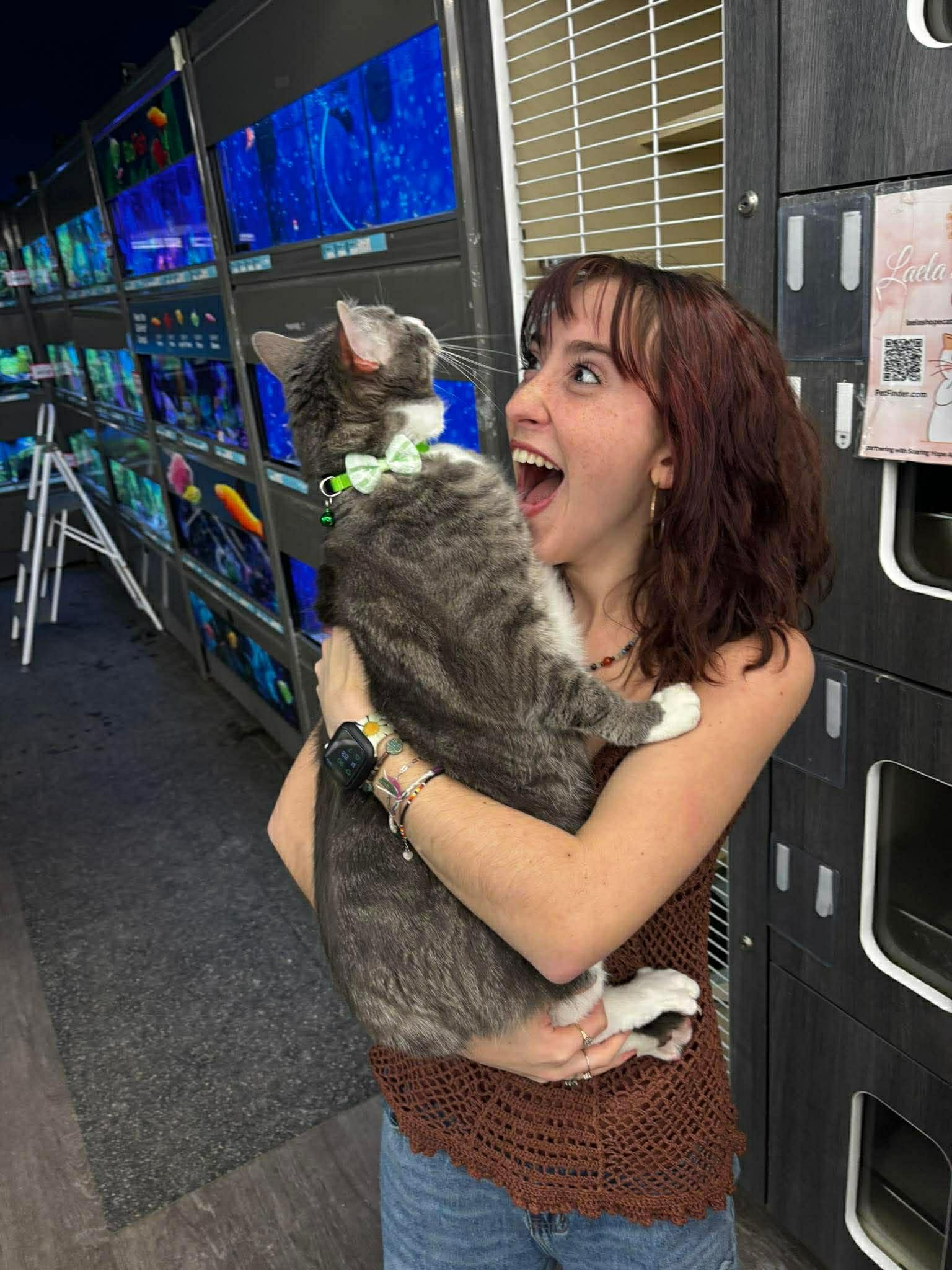 Enlarge Maddie, a ADOPTABLE Tabby in Beckley, WV image 3/3