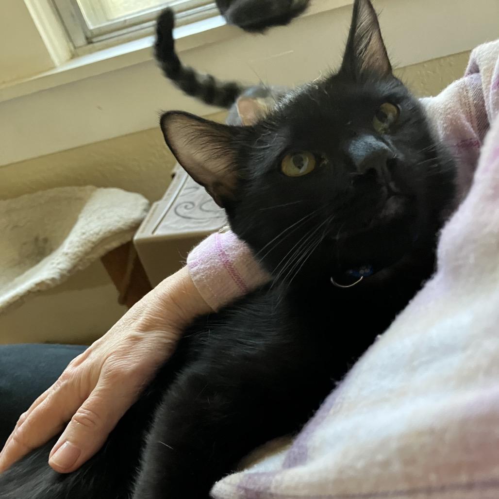 Enlarge Harry, a ADOPTABLE Domestic Short Hair in Houston, TX image 3/3