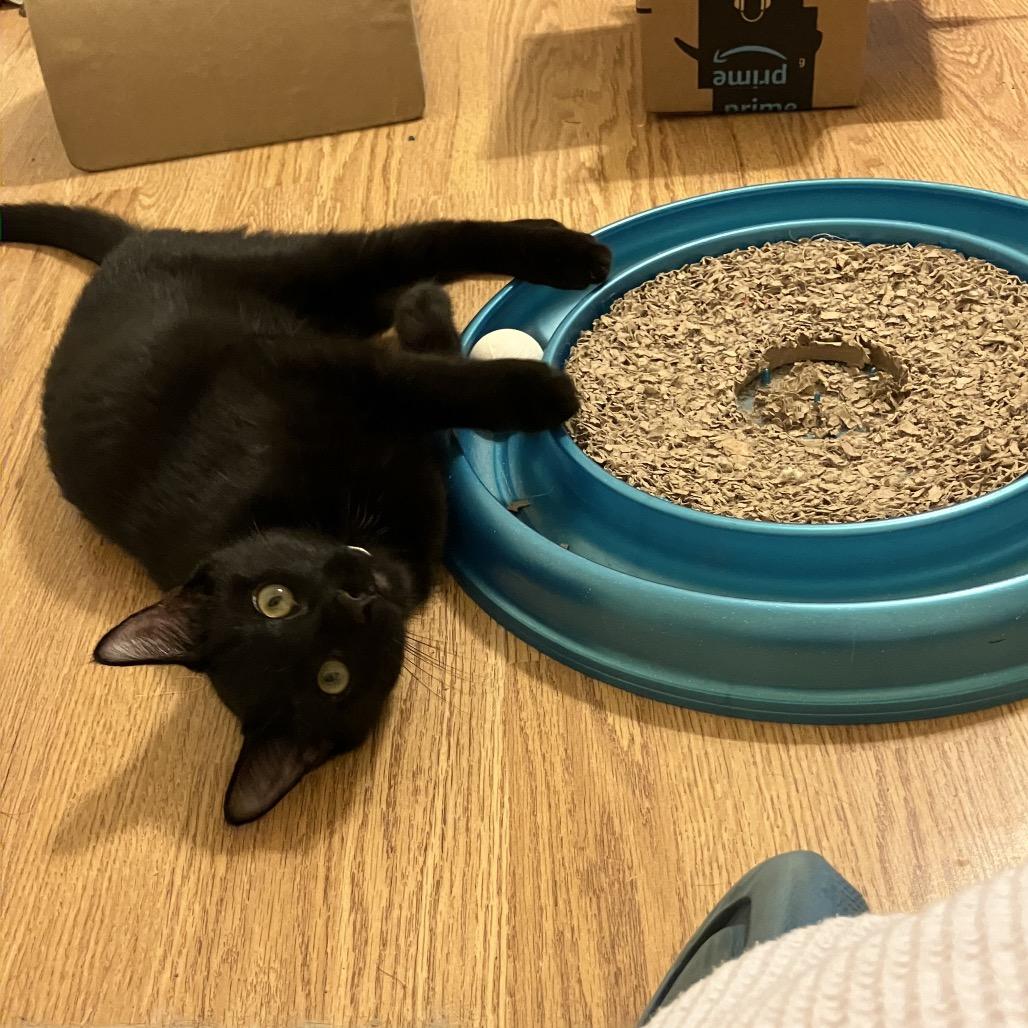 Enlarge Harry, a ADOPTABLE Domestic Short Hair in Houston, TX image 2/3