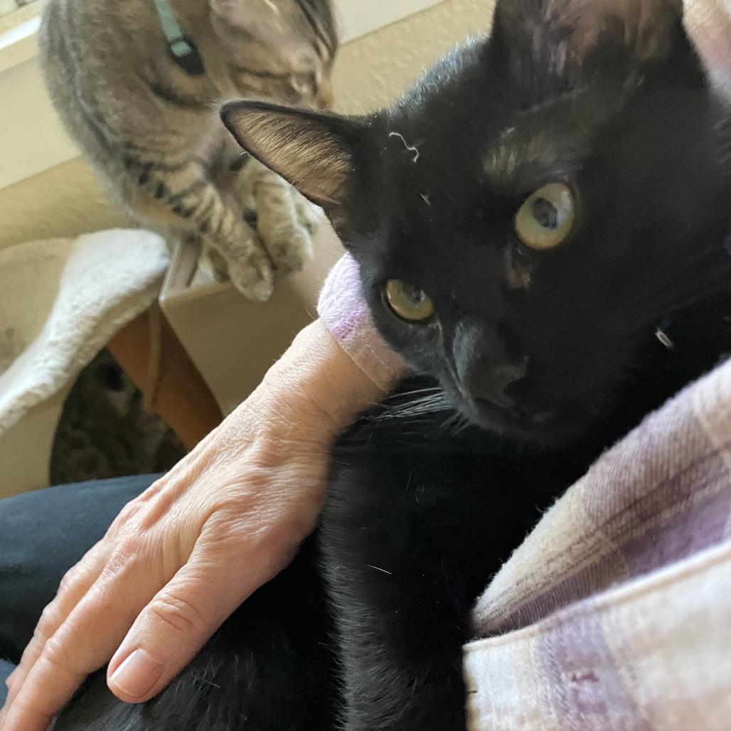 Harry, ADOPTABLE, Young Male Domestic Short Hair.