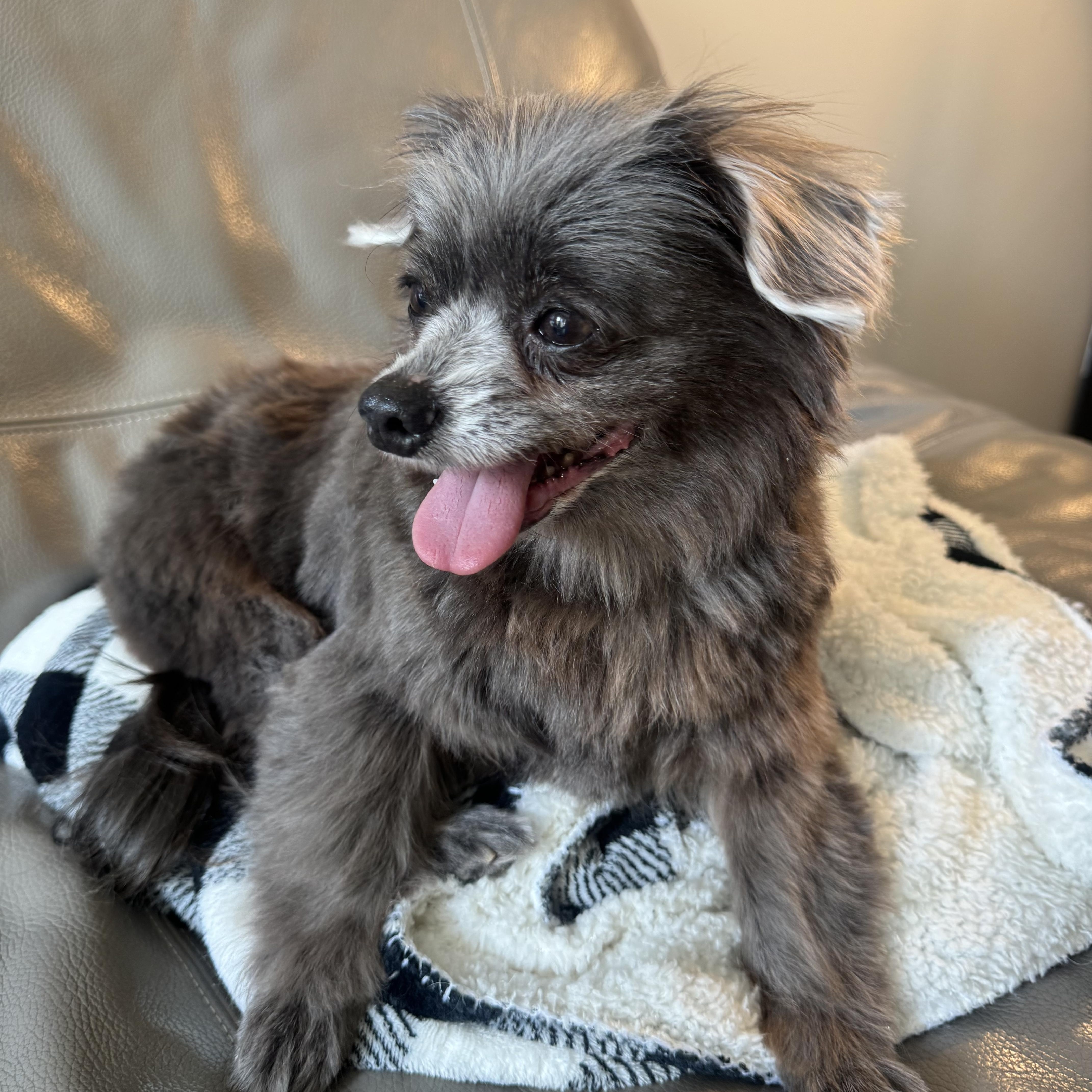 Blue , adopted, Adult Male Papillon & Chihuahua.