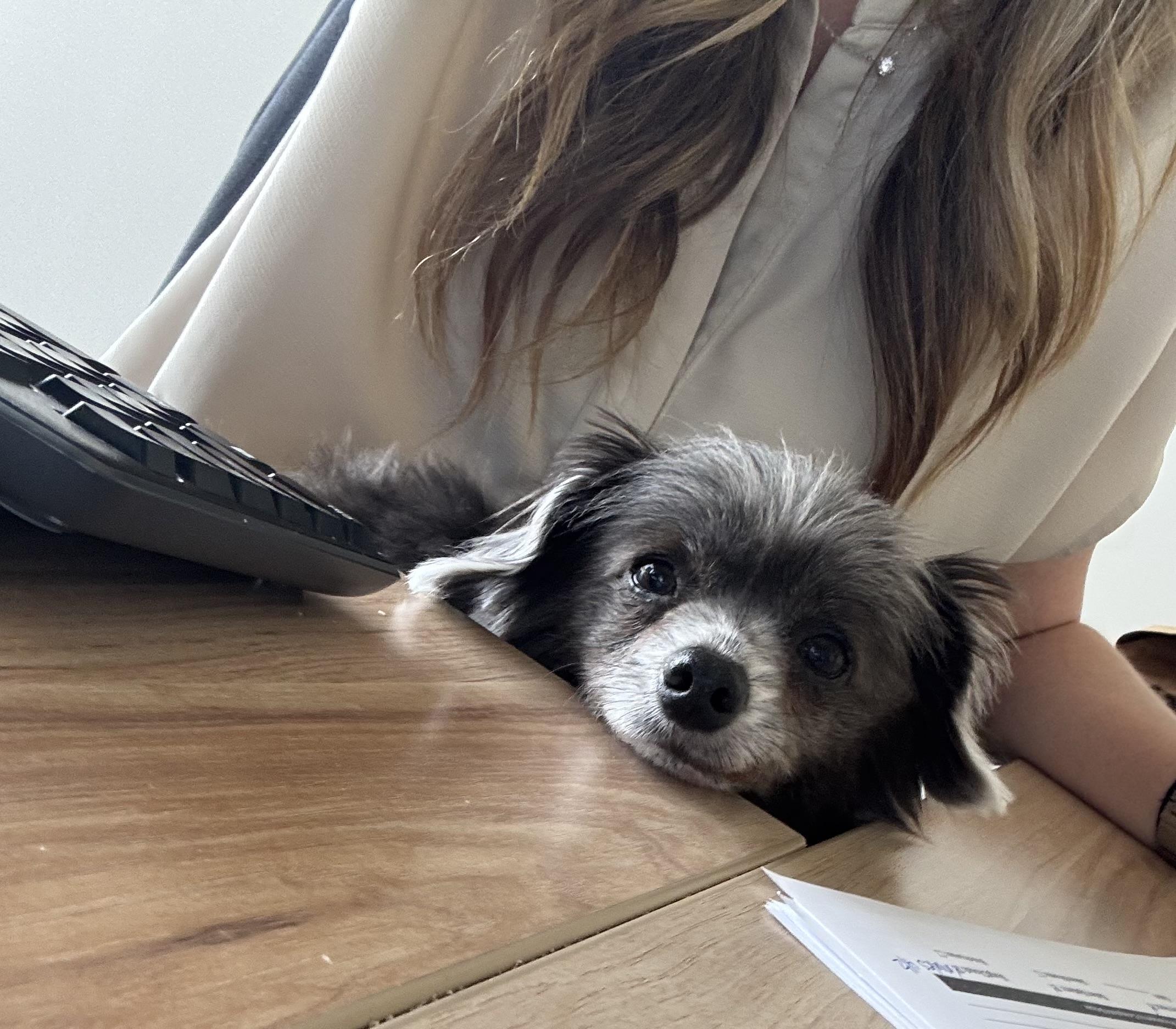 Enlarge Blue , an adopted mixed breed in Brentwood, TN image 2/2