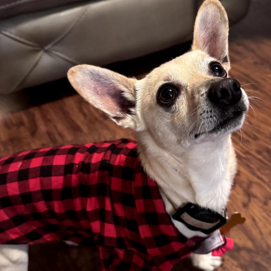 Enlarge Ace, a Adoptable Chihuahua in Bessemer, AL image 2/6