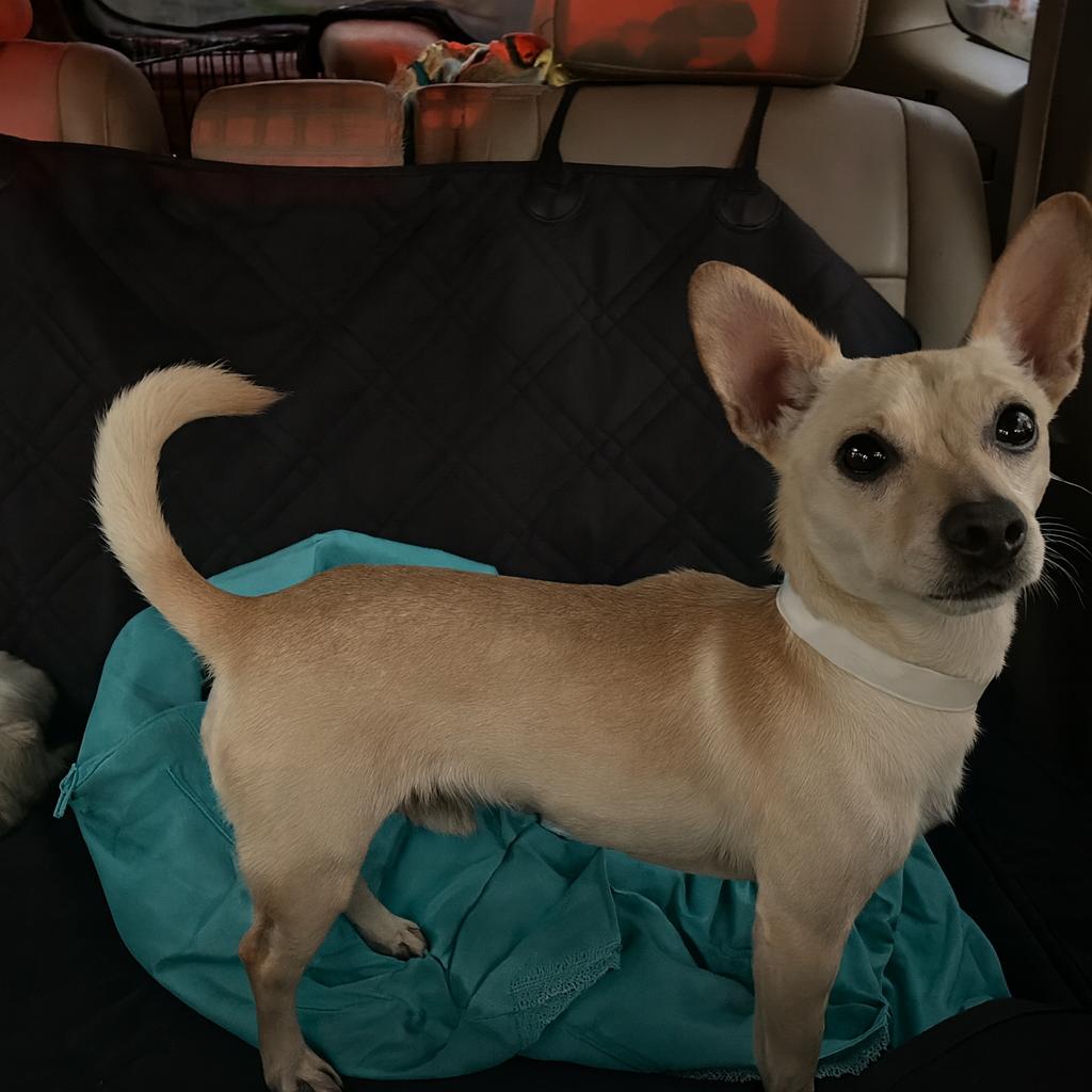 Enlarge Ace, a Adoptable Chihuahua in Bessemer, AL image 2/6