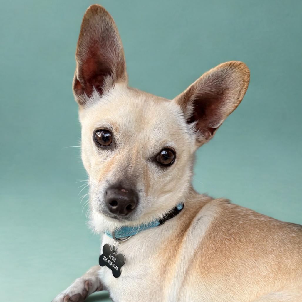 Tony, a Adoptable Chihuahua in Bessemer, AL image 3/6