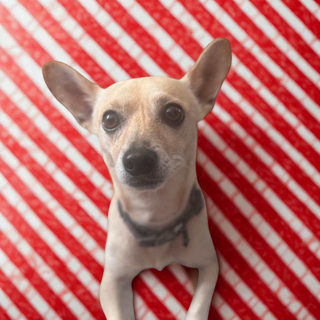 Enlarge Ace, a Adoptable Chihuahua in Bessemer, AL image 6/6