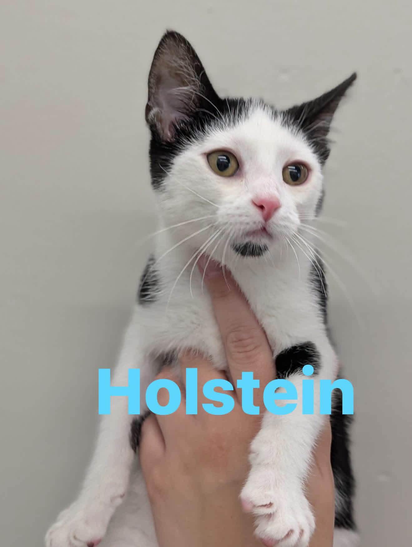 Holstein, Adoptable, Young Male Domestic Short Hair.