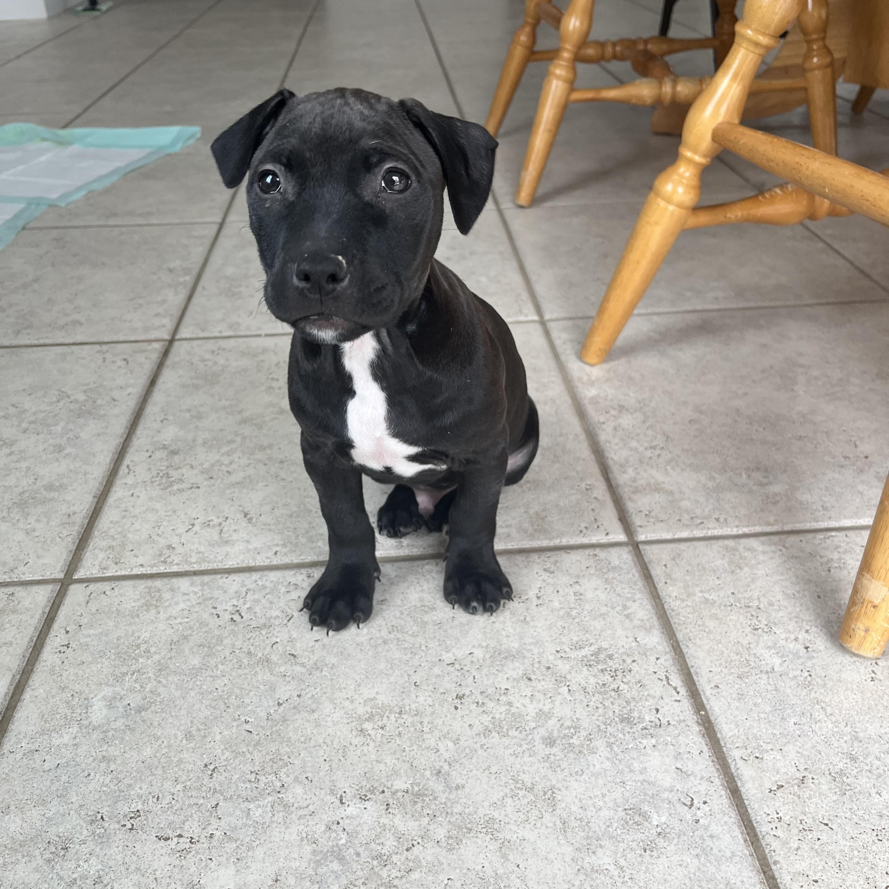 Enlarge Edwin , a ADOPTABLE mixed breed in Oceanport, NJ image 3/5