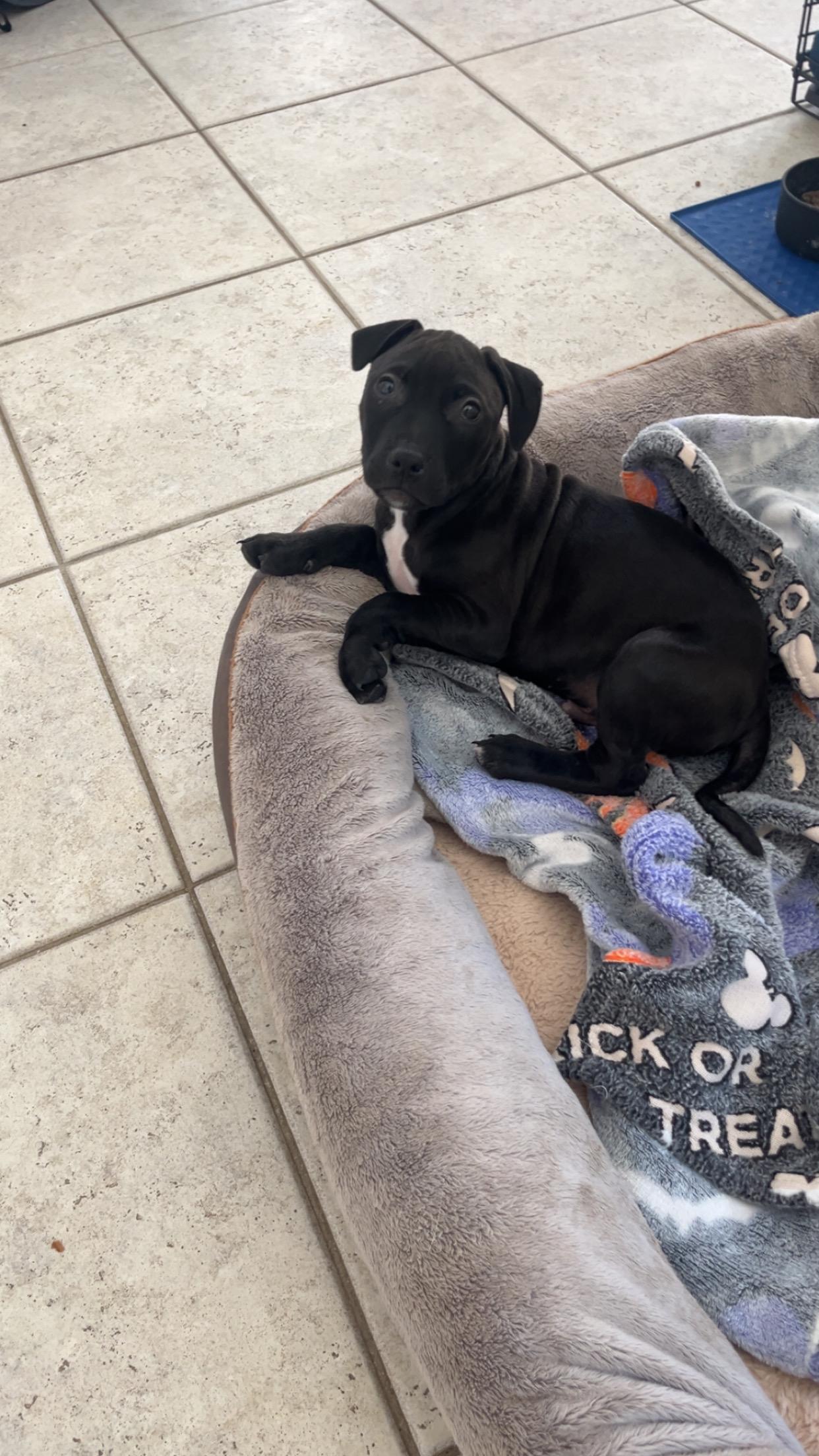 Enlarge Edwin , a ADOPTABLE mixed breed in Oceanport, NJ image 4/5