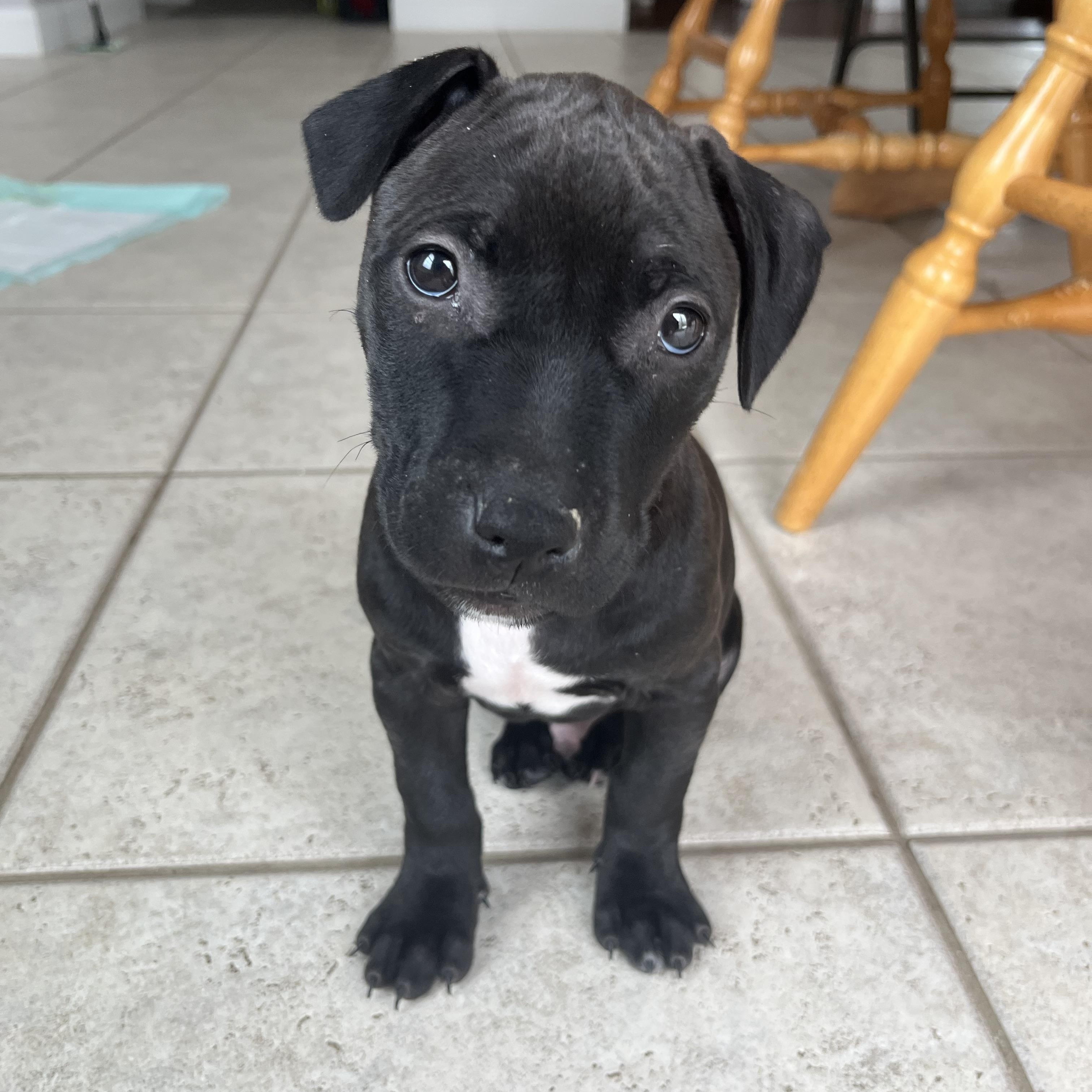 Edwin , ADOPTABLE, Puppy Male Pit Bull Terrier & American Staffordshire Terrier.