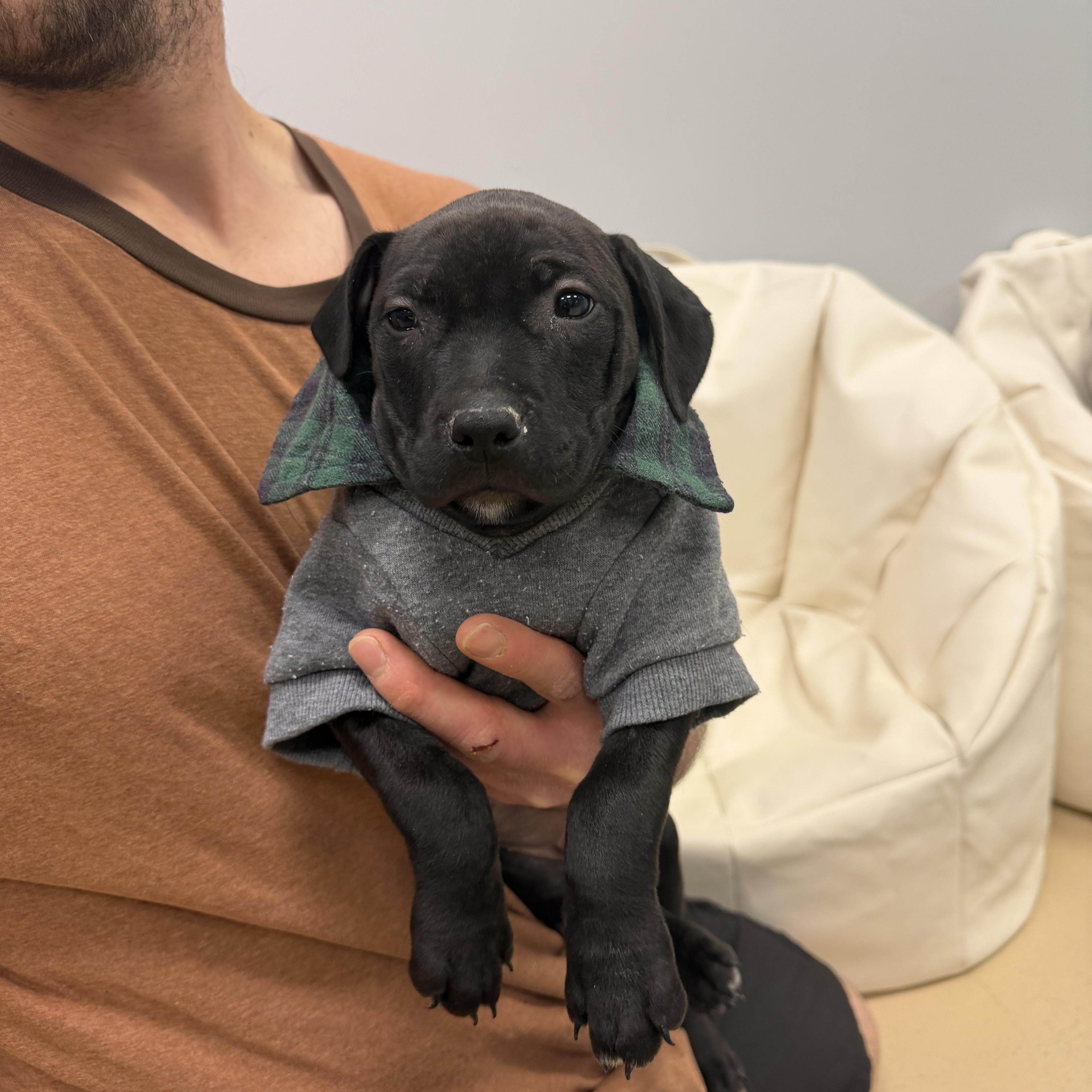 Enlarge Edwin , a ADOPTABLE mixed breed in Oceanport, NJ image 2/5