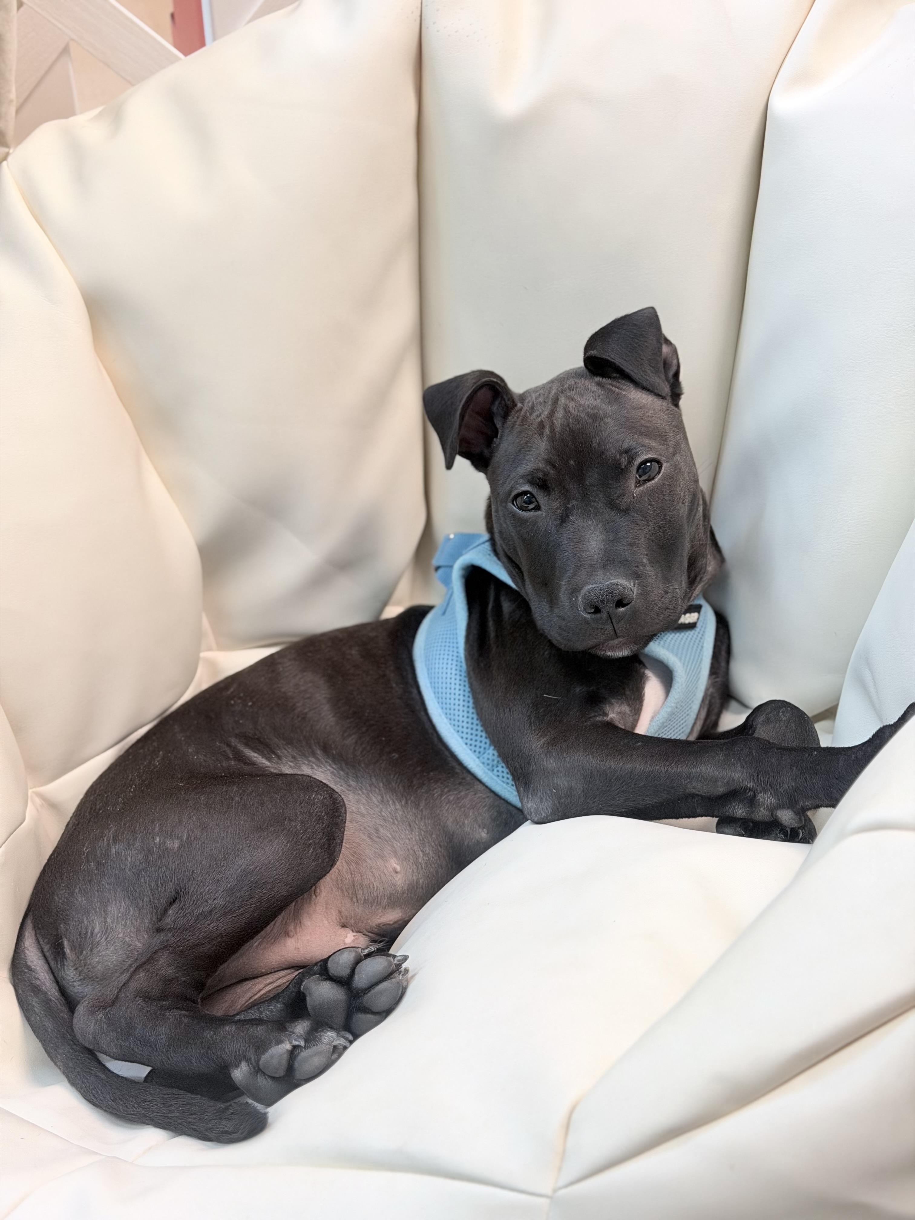 Enlarge Edwin , a ADOPTABLE mixed breed in Oceanport, NJ image 3/4