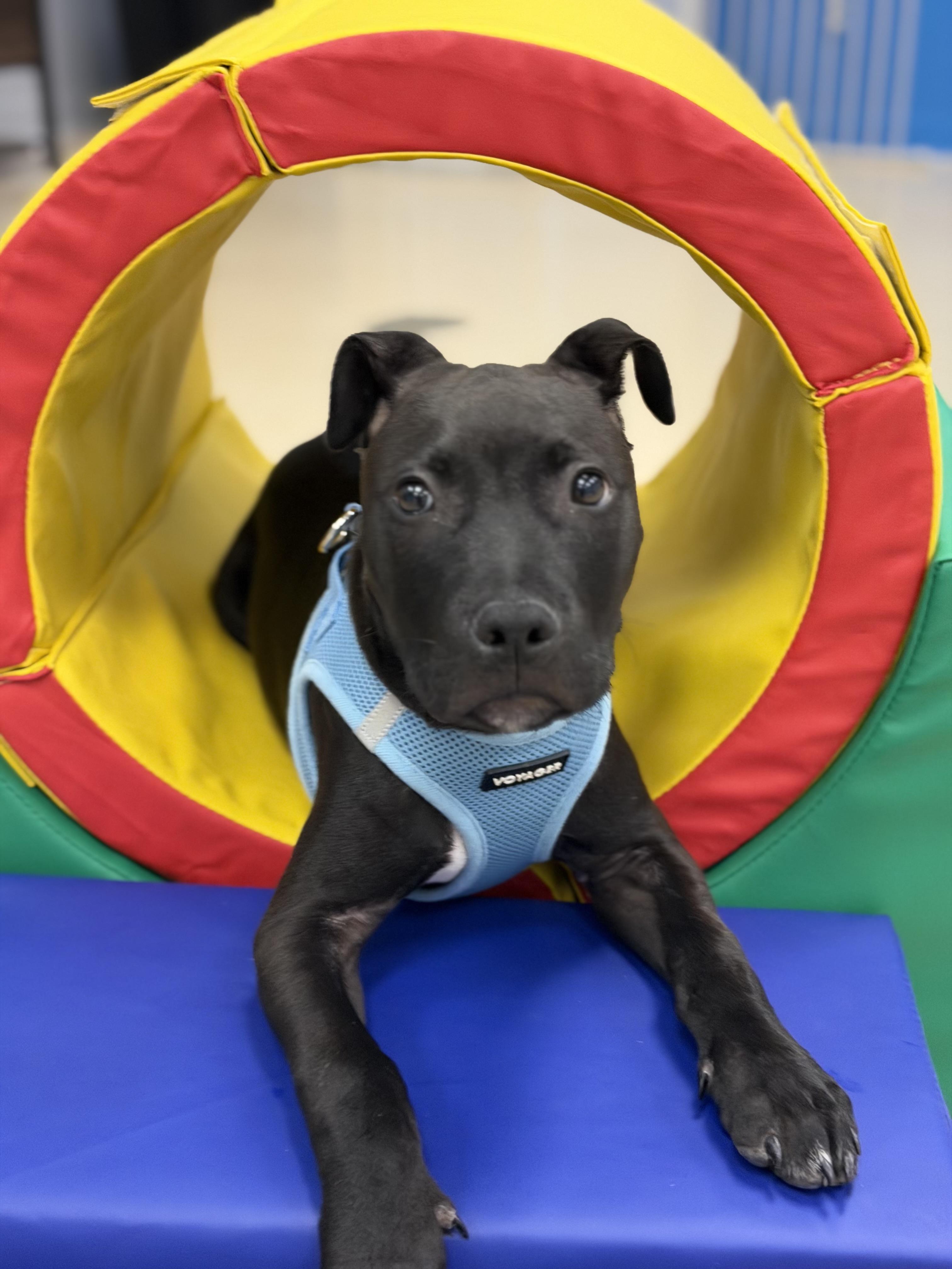 Enlarge Edwin , a ADOPTABLE mixed breed in Oceanport, NJ image 1/4