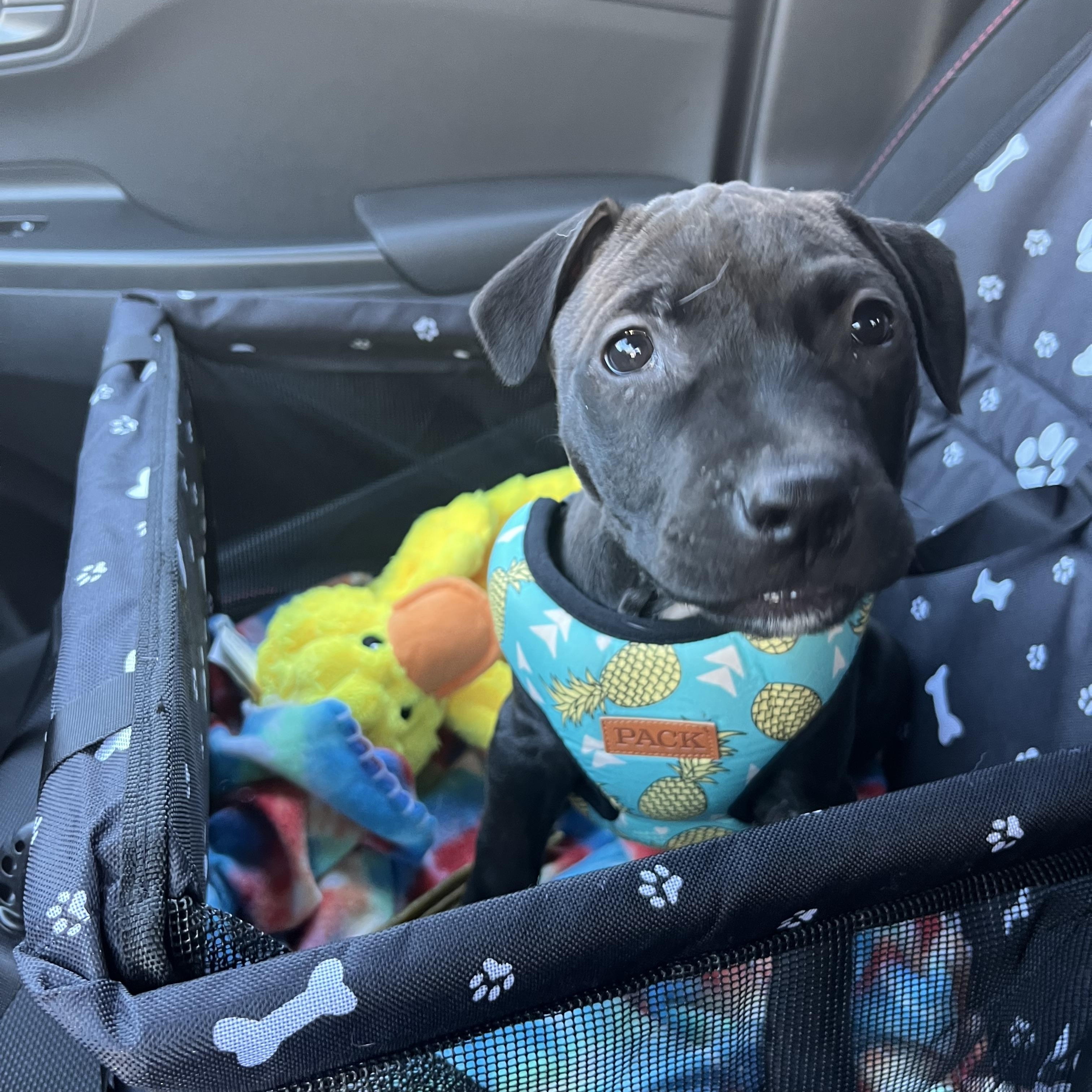 Enlarge Edwin , a ADOPTABLE mixed breed in Oceanport, NJ image 5/5