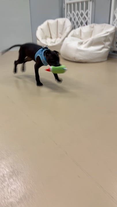 Enlarge Edwin , a ADOPTABLE mixed breed in Oceanport, NJ video 4/4