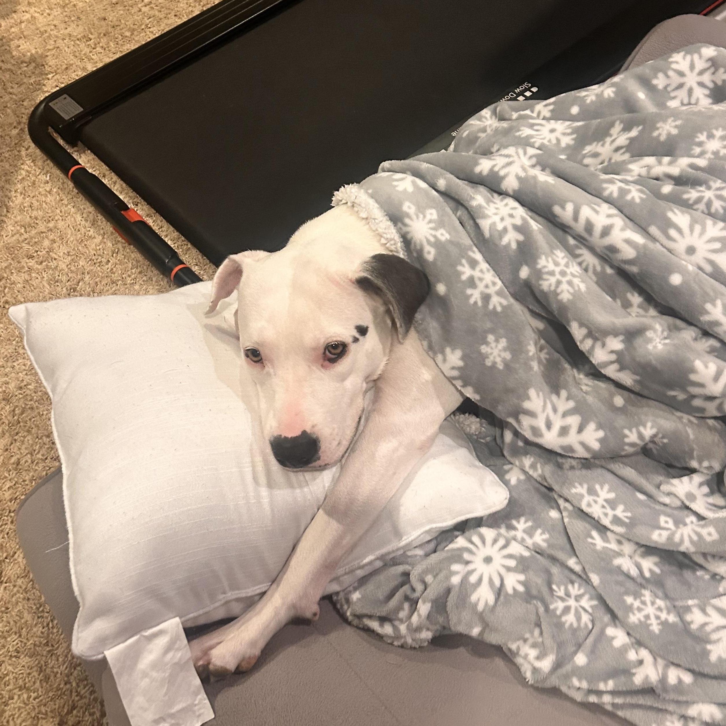 Enlarge Rosie, an adopted Mixed Breed in Bryan, TX image 3/5