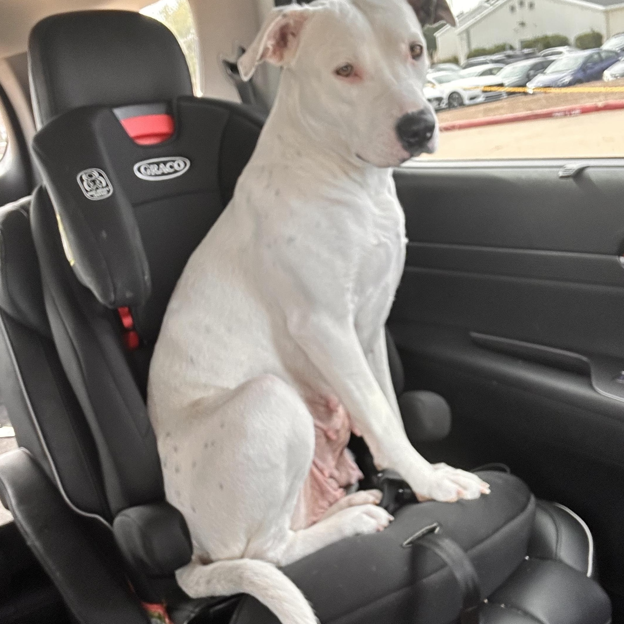 Enlarge Rosie, an adopted Mixed Breed in Bryan, TX image 2/5