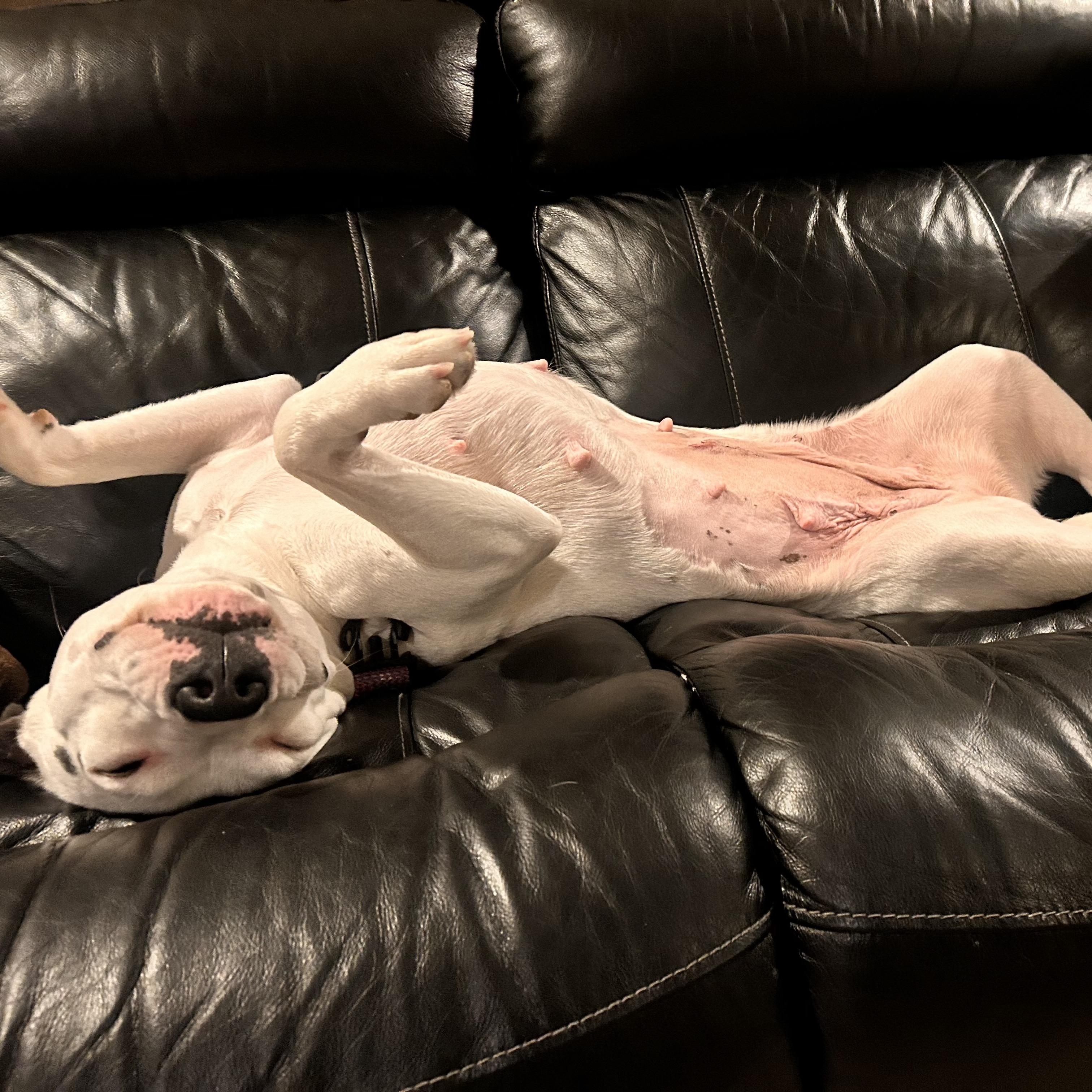 Enlarge Rosie, an adopted Mixed Breed in Bryan, TX image 4/5