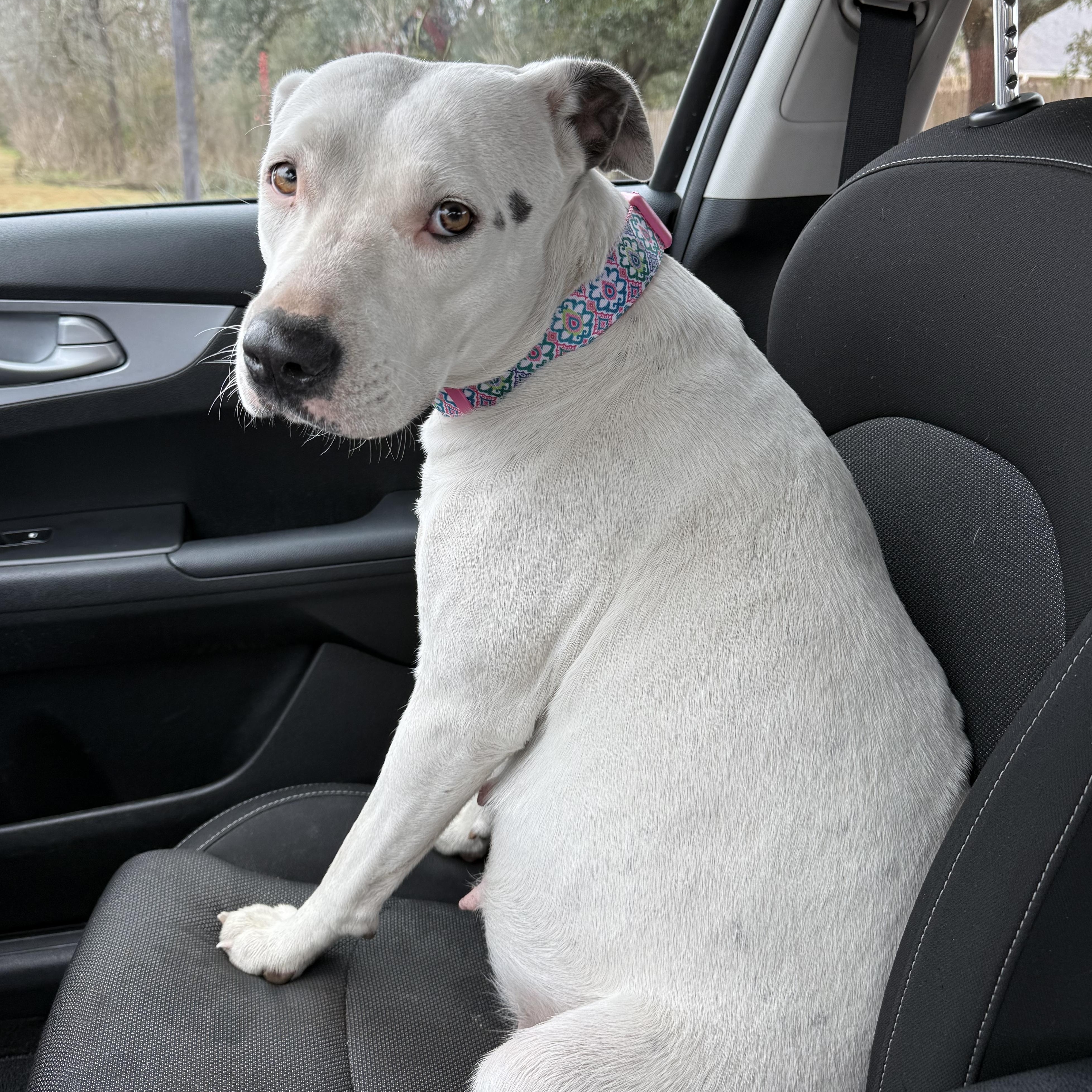 Enlarge Rosie, an adopted Mixed Breed in Bryan, TX image 5/5