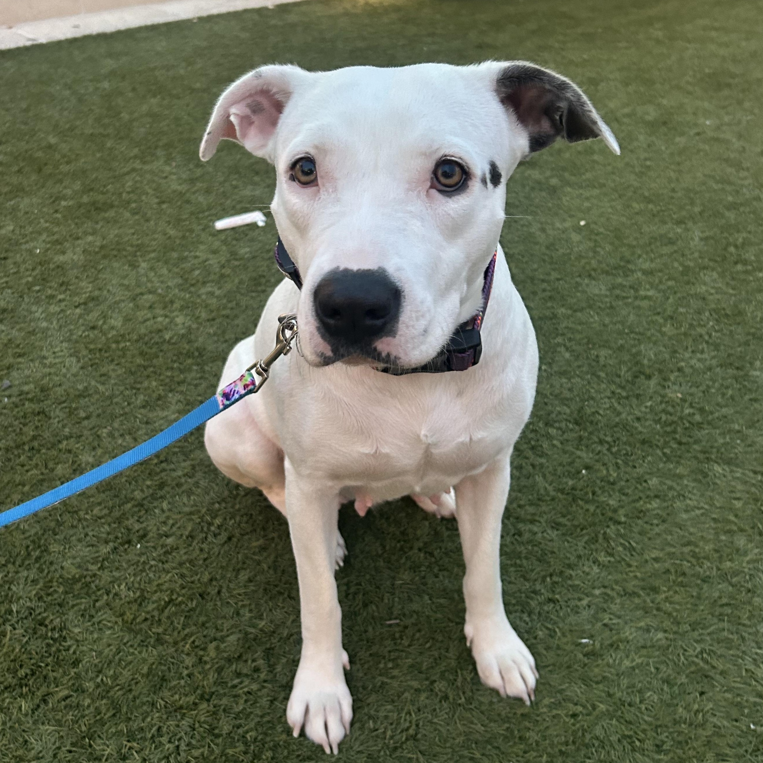 Enlarge Rosie, an adopted Mixed Breed in Bryan, TX image 1/5