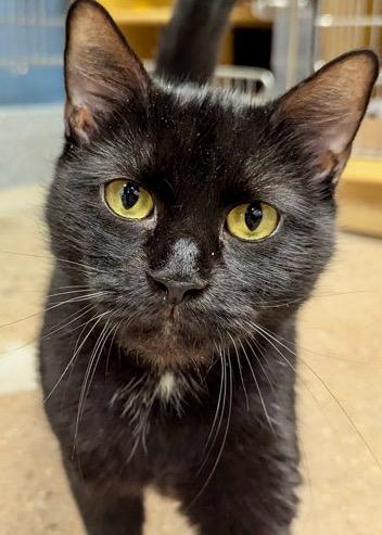 Enlarge Charlene - Available in Foster, a Adoptable Domestic Short Hair in Madison, NJ image 1/3