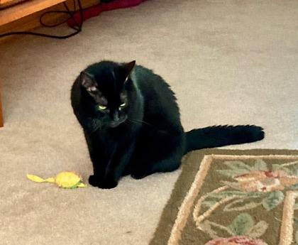 Enlarge Charlene - Available in Foster, a Adoptable Domestic Short Hair in Madison, NJ image 2/3