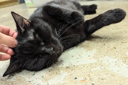 Enlarge Charlene - Available in Foster, a Adoptable Domestic Short Hair in Madison, NJ image 3/3