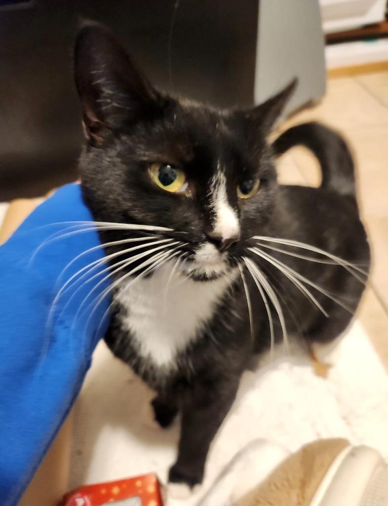 Dolores, Adoptable, Young Female Domestic Short Hair.