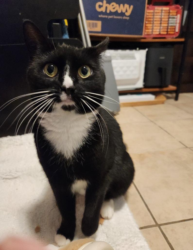 Enlarge Dolores, a Adoptable mixed breed in Pawtucket, RI image 2/4