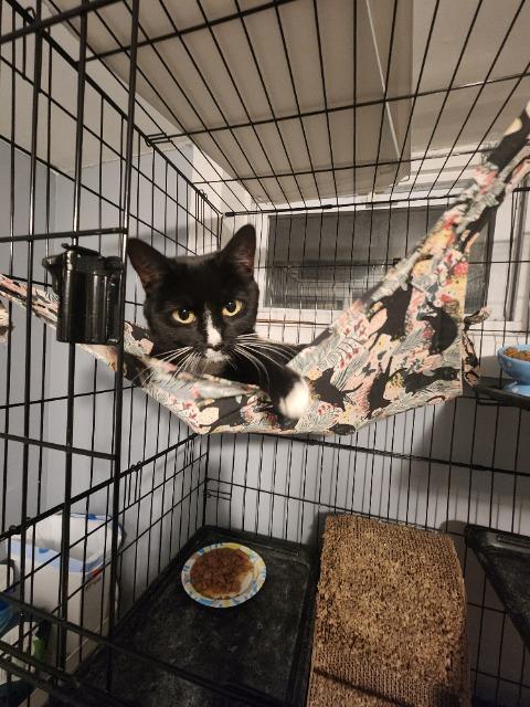 Enlarge Dolores, a Adoptable mixed breed in Pawtucket, RI image 4/4