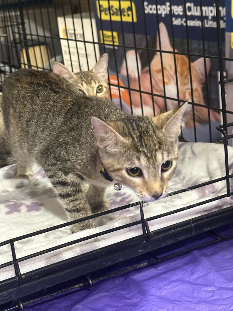 Lovey, Adoptable, Kitten Female Tabby.