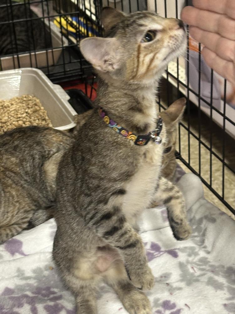 Enlarge Lovey, a Adoptable Tabby in Orlando, FL image 2/3