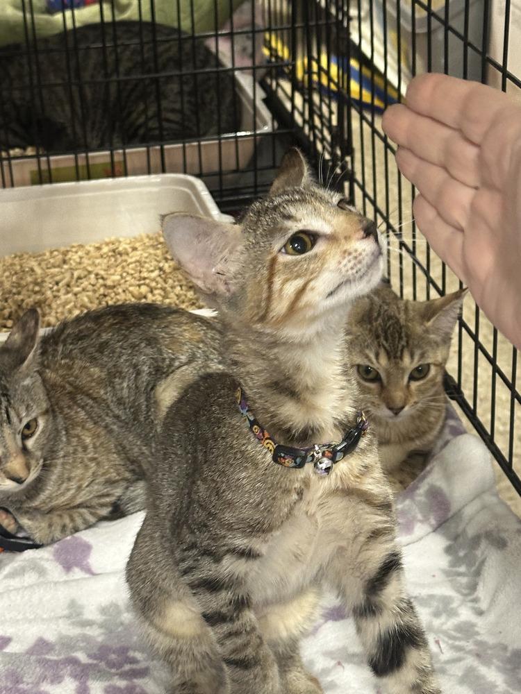 Enlarge Lovey, a Adoptable Tabby in Orlando, FL image 3/3