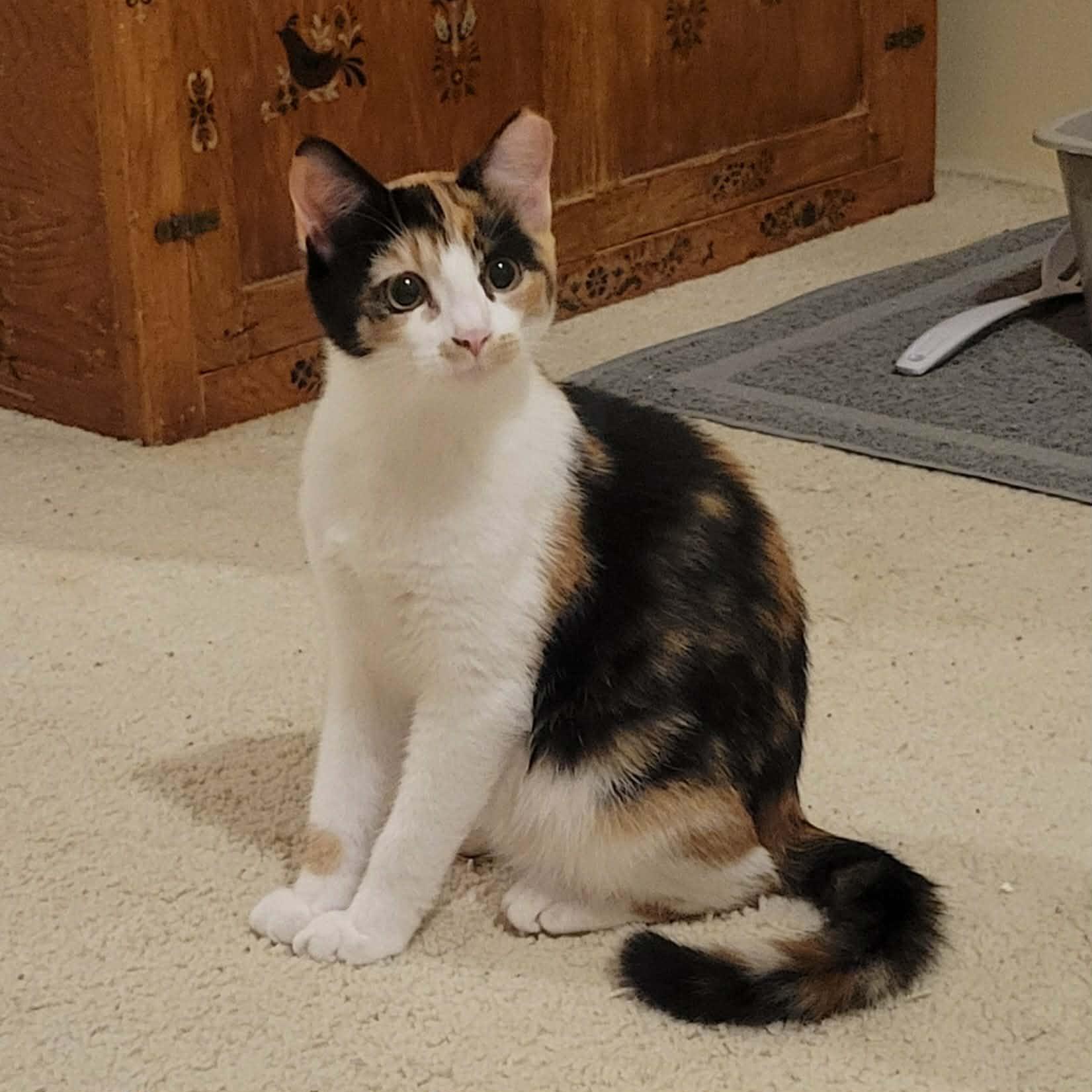 Sassafras , adopted, Young Female Domestic Short Hair.