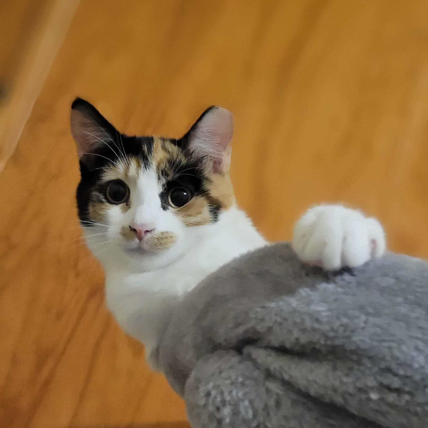 Enlarge Sassafras , an adopted Domestic Short Hair in Tulsa, OK image 2/2