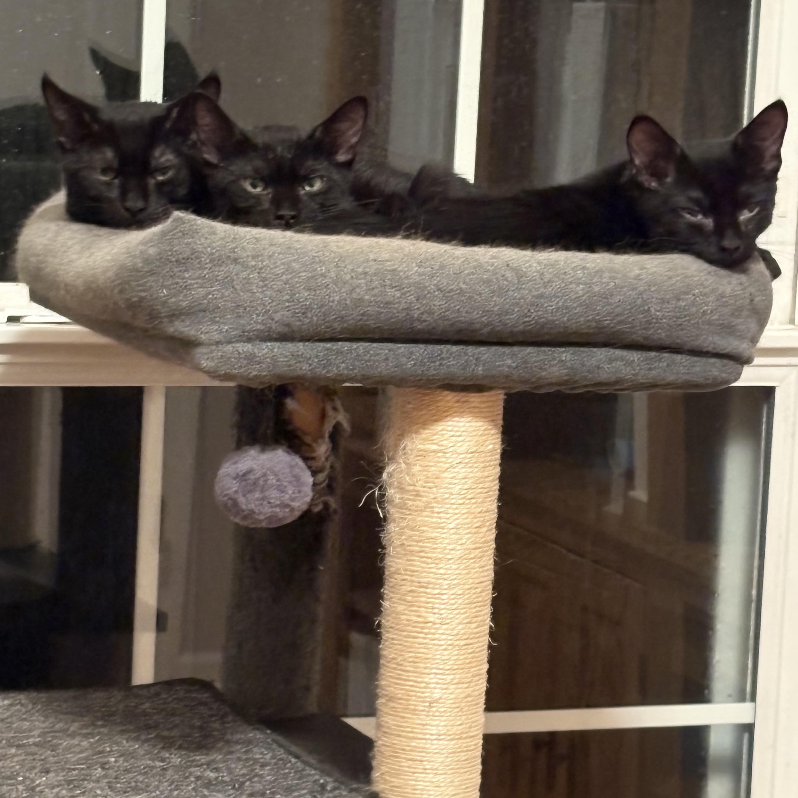 Enlarge Sable, a Adoptable Domestic Short Hair in Beaufort, SC image 2/6