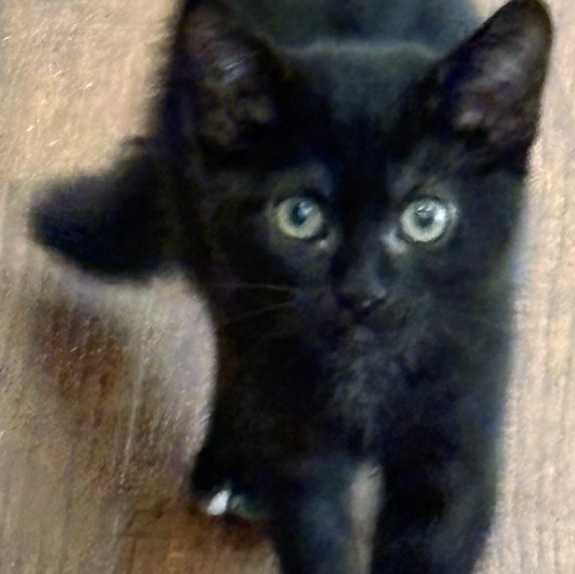 Enlarge Sable, a Adoptable Domestic Short Hair in Beaufort, SC image 1/6