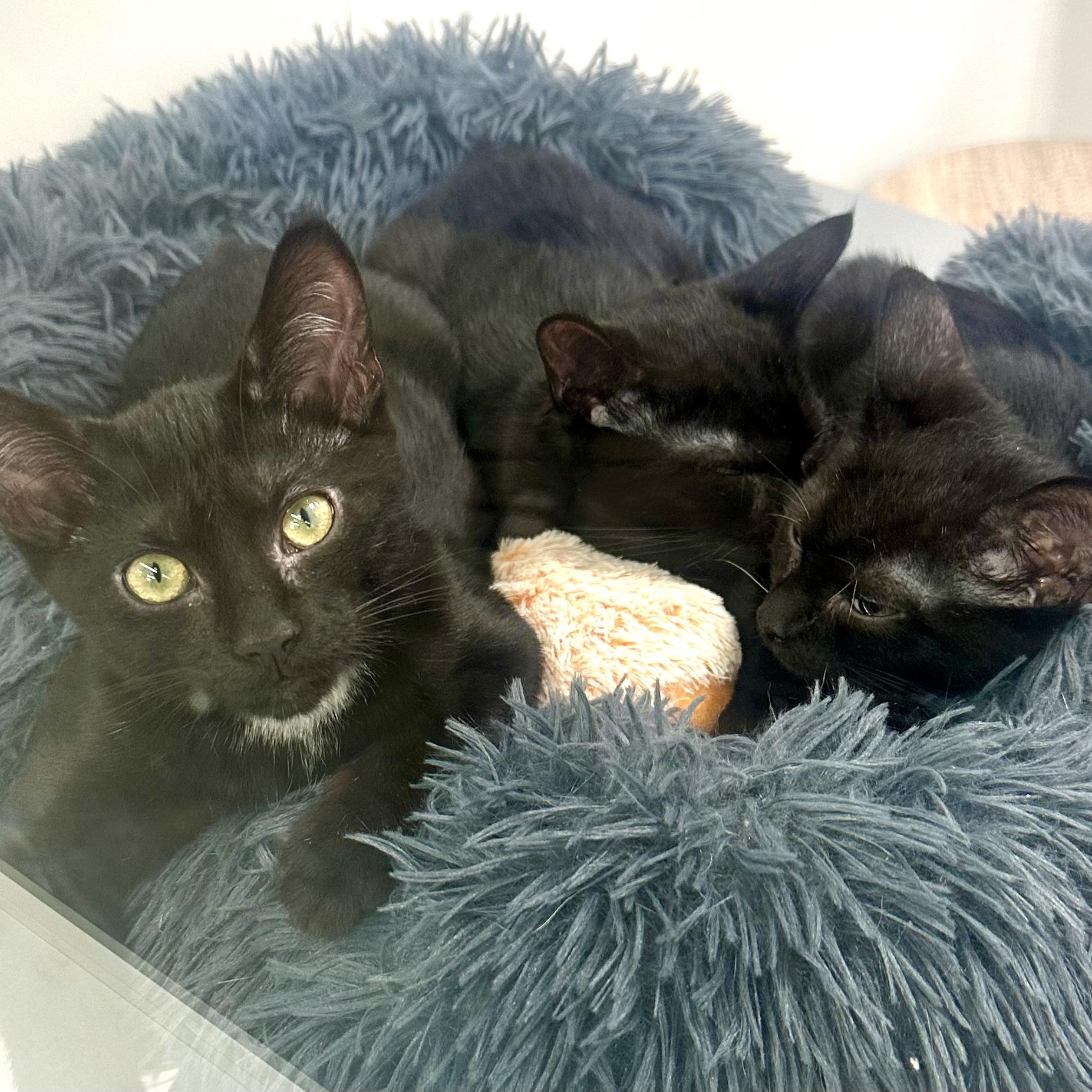 Enlarge Sable, a Adoptable Domestic Short Hair in Beaufort, SC image 5/6