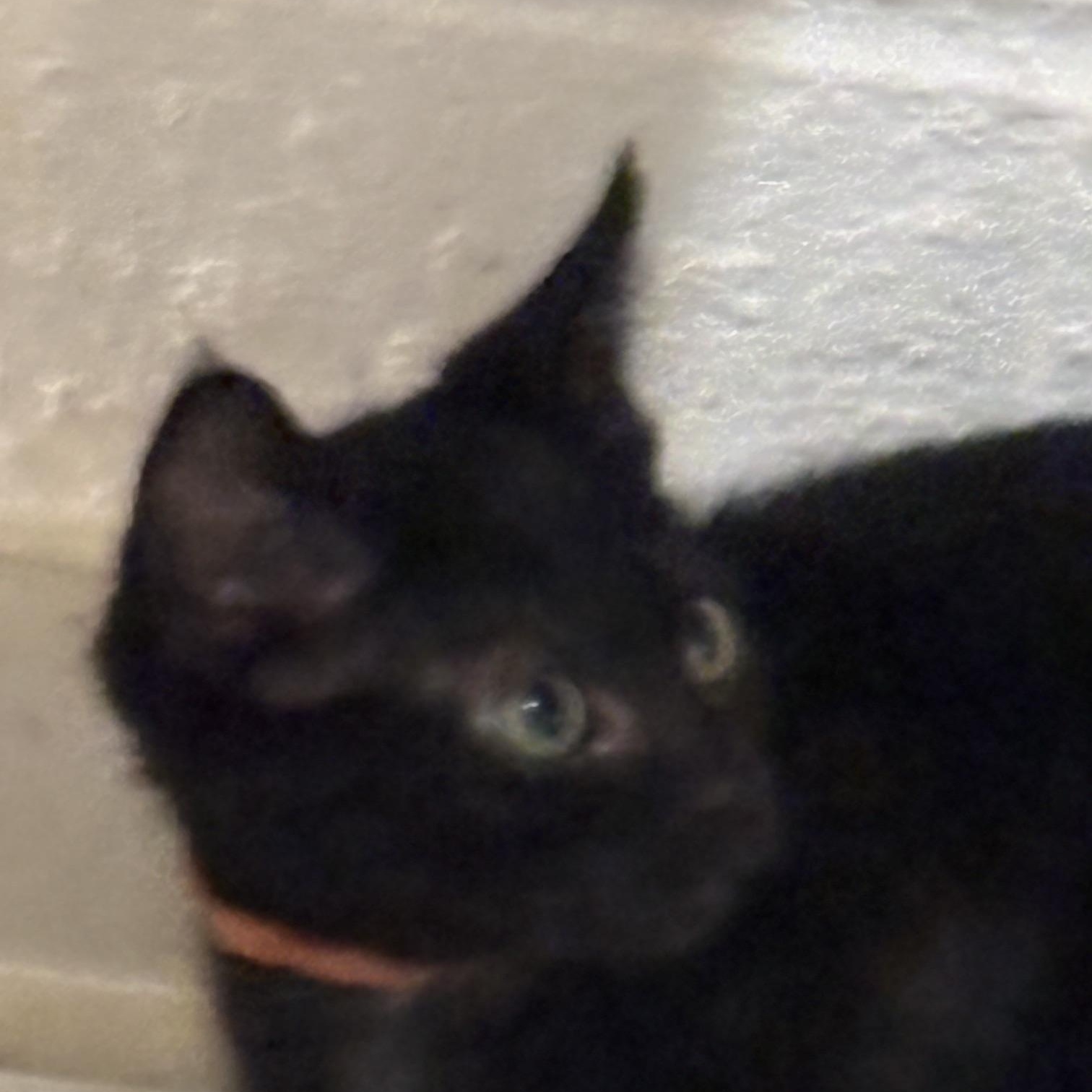 Enlarge Sable, a Adoptable Domestic Short Hair in Beaufort, SC image 3/6