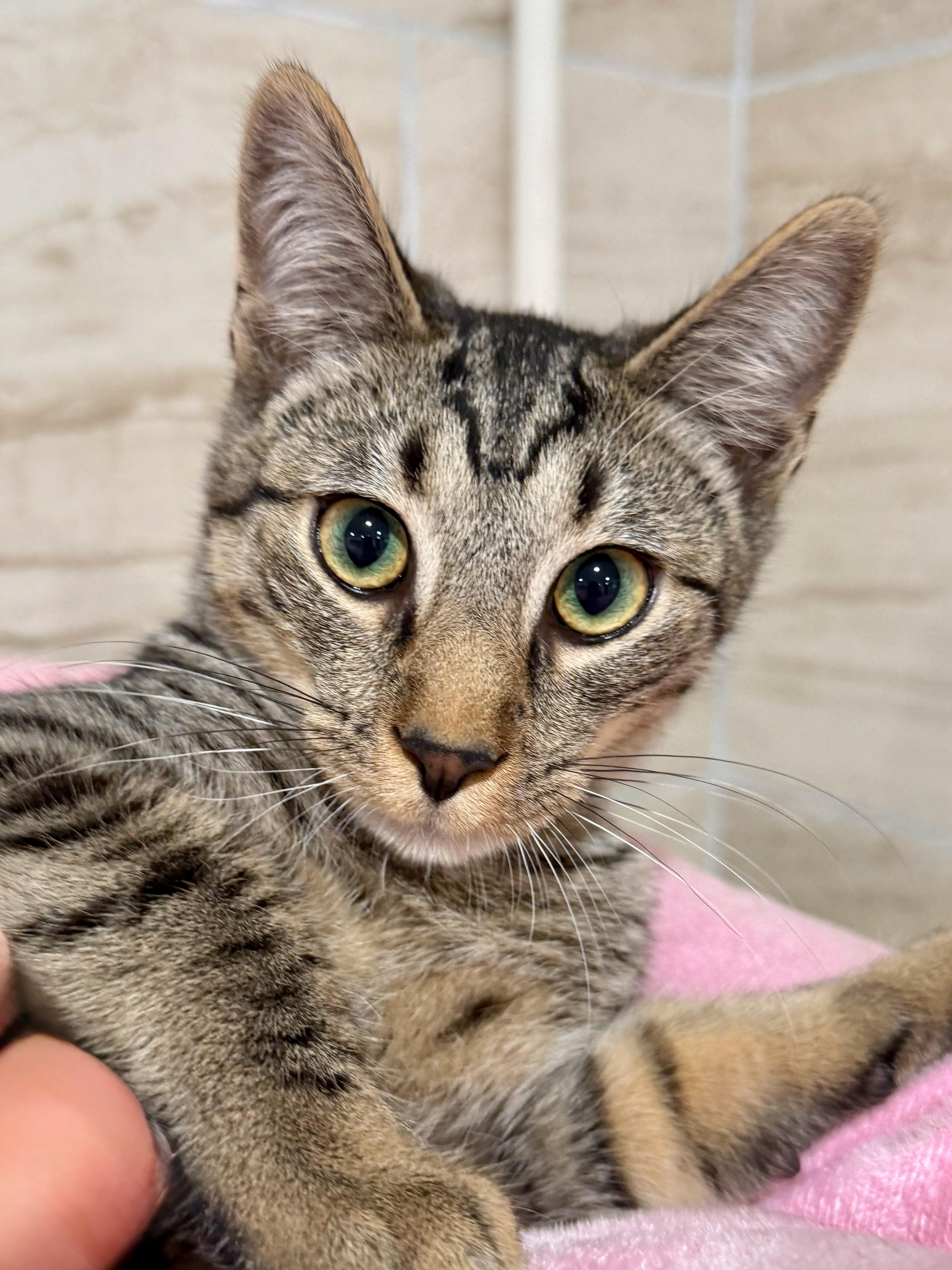Winston, ADOPTABLE, Kitten Male Domestic Short Hair.